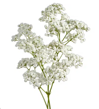 Other Flowers