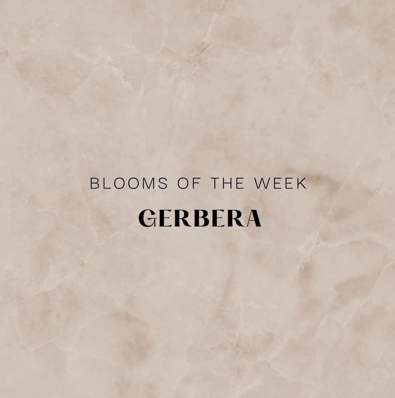 Blooms of the Week - Gerbera