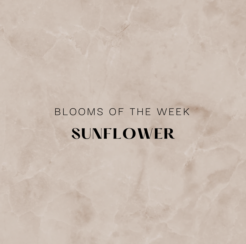 Blooms of the Week - Sunflower