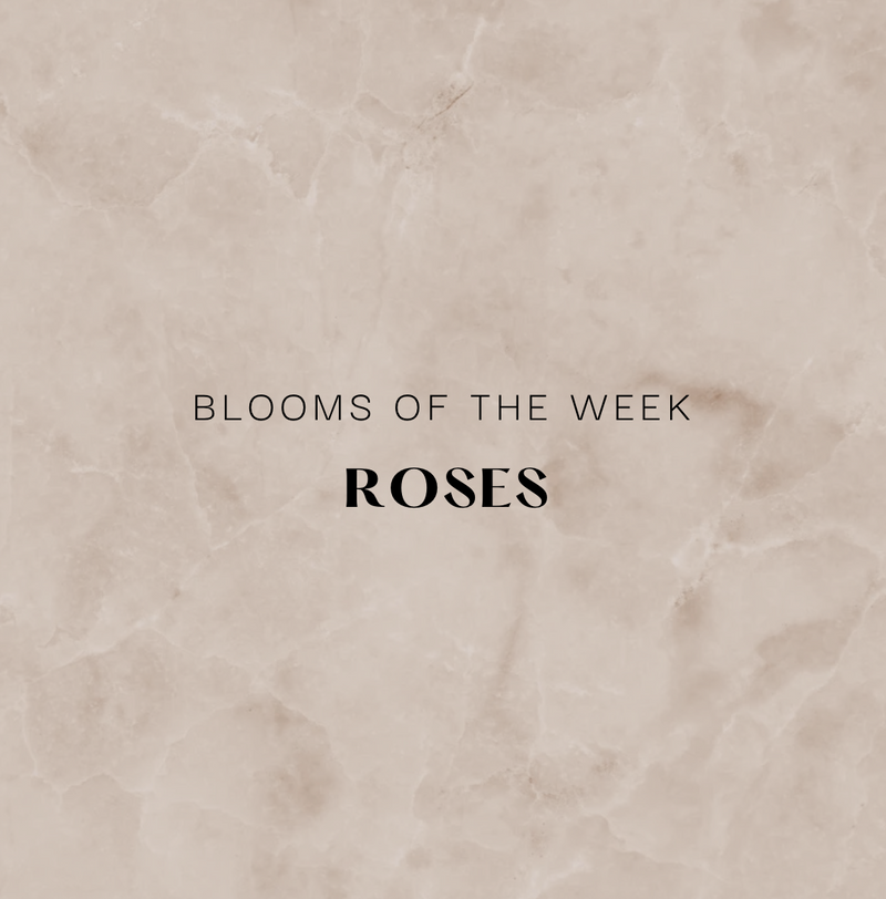 Bloom of the Week - Roses