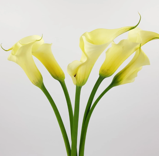Premium Flowers