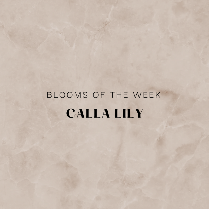 Blooms of the Week - Calla Lily