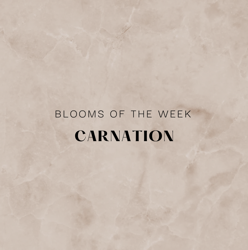 Blooms of the Week - Carnation