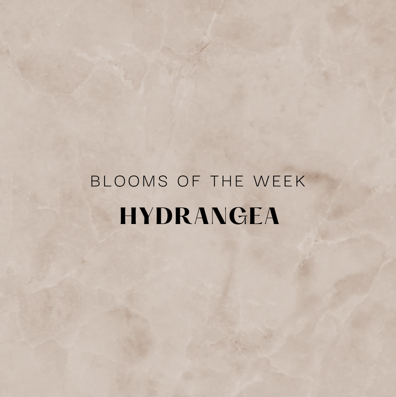 Blooms of the Week - Hydrangea