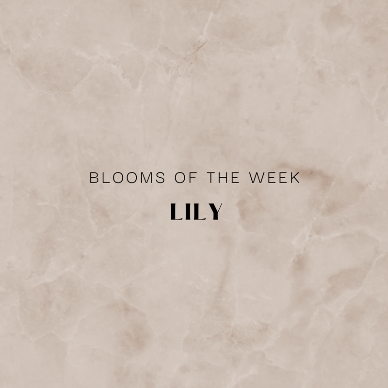 Blooms of the Week - Lily