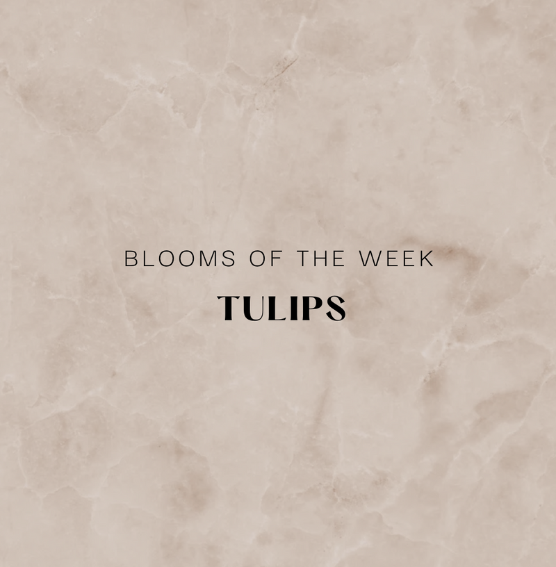 Blooms of the Week - Tulip