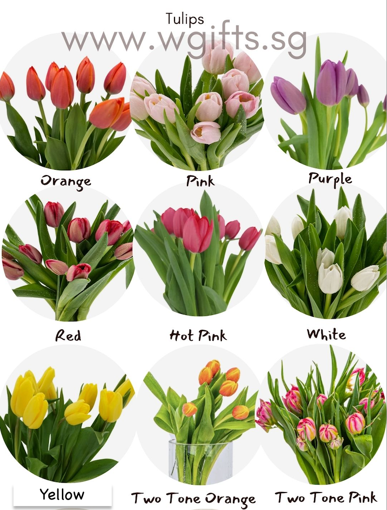 Tulip Loose Stalks